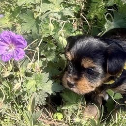Dexter - Black and tan male Yorkshire Terrier puppy in Walla Walla, Washington from Linda Sherman