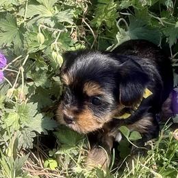 Dexter - Black and tan male Yorkshire Terrier puppy in Walla Walla, Washington from Linda Sherman