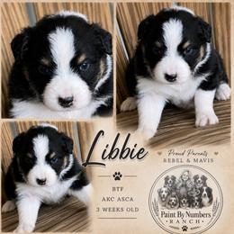 Libbie - Black tri-color female Australian Shepherd puppy in Magee, Mississippi from Paint ByNumbers Ranch