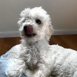 Enzo - White male Maltipoo puppy in Richland, Washington from Northwest Paws