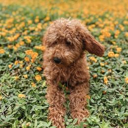 Winnie - Goldendoodle