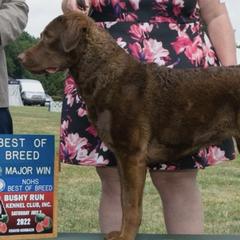 Chesapeake Bay Retrievers from Global Waters Chesapeakes