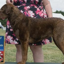 Chesapeake Bay Retrievers from Global Waters Chesapeakes