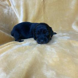 Kenzie - Black and tan female Dachshund puppy in Richmond, Virginia from Paw Prints