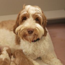 Australian Labradoodle adult dog