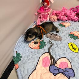 Maggie - Salt and pepper female Miniature Schnauzer puppy in Comanche, Texas from Circle R