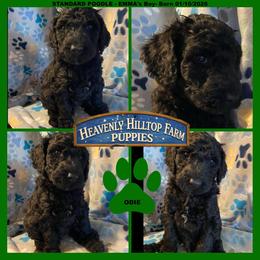 Black Blue Green Collar Boy - Blue male Poodle puppy in Charlo, Montana from Heavenly Hilltop Farm
