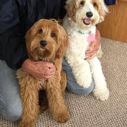 Australian Labradoodle All Grown Up from FernRidge