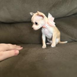 Channel - Gold and white female Chihuahua puppy in Alvord, Texas from Gift of Gods Favor