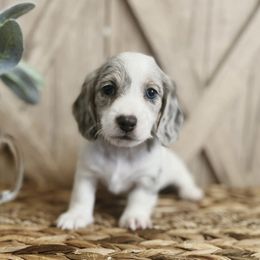 Dachshund Puppies from T&C Dachshunds