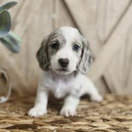 Dachshund Puppies from T&C Dachshunds