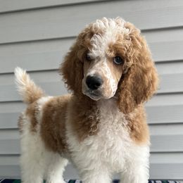 Comet - Parti Poodle puppy in Swansboro, North Carolina from Monarch Standard Poodles