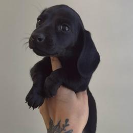 Raven - Black female Dachshund puppy in Augusta, Georgia from Cherokee Hill Dachshunds