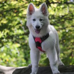 Berger Blanc Suisse Puppies from Nasha Comanda White Swiss Shepherds