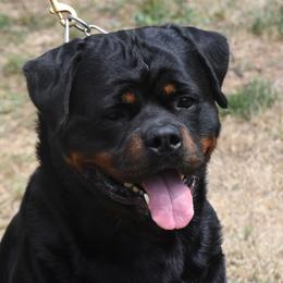 Rottweiler puppies from Templinhaus Rottweilers & DreamHaus French Bulldogs