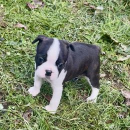 Aquata - Black brindle and white female Boston Terrier puppy in London, Kentucky from Antjie Boston