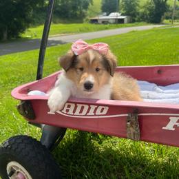 Susie Carmichael - Sable female Collie puppy in Chilhowie, Virginia from Jolly Collies