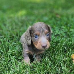 Frank - Fawn (isabella) and tan male Dachshund puppy in Goodman, Missouri from Jessica's Dashing Dachsunds and Fancy Frenchies