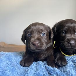 Doberman Pinscher and Labrador Retriever Puppies from GFDutton Retrievers & Dalla Grazia Dobermans