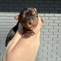 Chanel - Black and tan female Yorkshire Terrier puppy in Newark, Ohio from Champagne Charm Yorkies