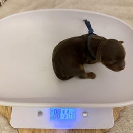 Nicky - Chocolate and tan male Yorkshire Terrier puppy in Jacksonville, Florida from TLJ Choco Yorkie Love