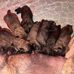 Boy 5 - Brindle male Mastiff puppy in Carthage, Missouri from Mama’s Mastiffs