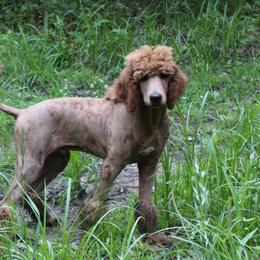 Poodle Puppies from Poodles of Willow Glade
