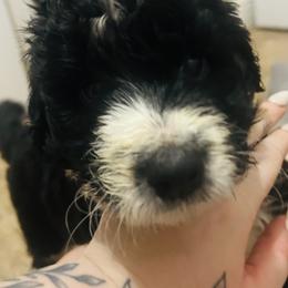 Teddy - Parti male Goldendoodle puppy in Waterloo, Illinois from Dreamy Doodles