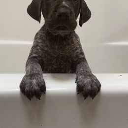 German Shorthaired Pointer Puppies from Dem Feuerhaus Gun Dogs