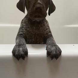 German Shorthaired Pointer Puppies from Dem Feuerhaus Gun Dogs