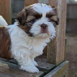 Boy 2 - Brindle and white Shih Tzu puppy in Marion, Illinois from Jackie Lange's Shih Tzus