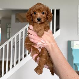 Cavapoo Puppies from Wonderful World Doodles