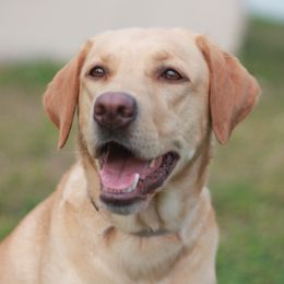 Nala - Labrador Retriever