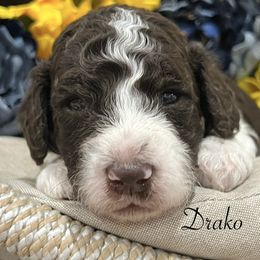 Goldendoodle Puppies from Real Life Furrytales
