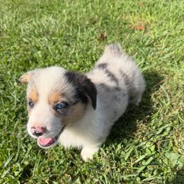 Boo - Blue male Pembroke Welsh Corgi puppy in Hillsville, Virginia from Bonderosa Kennels