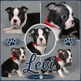 Levi - Black brindle and white male Boston Terrier puppy in Brooksville, Florida from I Love Pups
