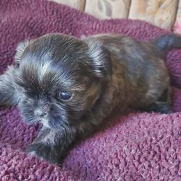 Brindle Male - Brindle and white male Shih Tzu puppy in Hillsdale, Michigan from Prairie Fen Farm
