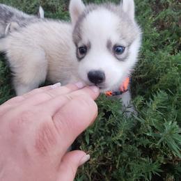 German Shepherd and Siberian Husky Puppies from Sininger Lagoon