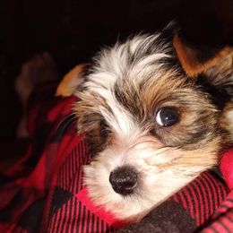 Saraphina - Yorkshire Terrier