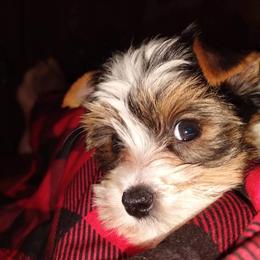 Saraphina - Yorkshire Terrier
