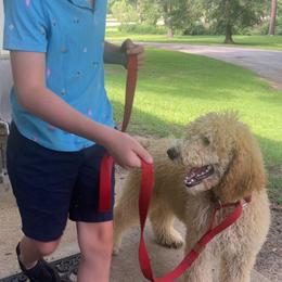 Boy 3 - Apricot male Poodle puppy in Whigham, Georgia from Moonlight Poodles