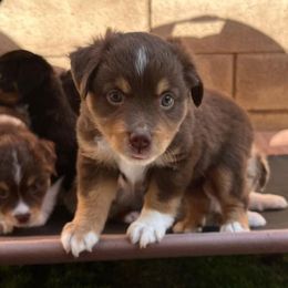 Miniature Australian Shepherds and Toy Australian Shepherds from Best Mini Aussies