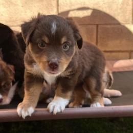 Miniature Australian Shepherds and Toy Australian Shepherds from Best Mini Aussies