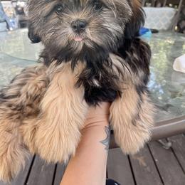 Shih Tzu Puppies from Amanda's Shih Tzu
