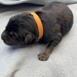 Boy 1 - Black and tan male German Shepherd puppy in Sharon Grove, Kentucky from Julie’s Shepherds