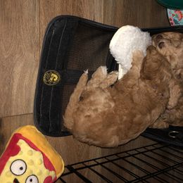 Australian Labradoodle Puppies from Magnolia Breeze Labradoodles