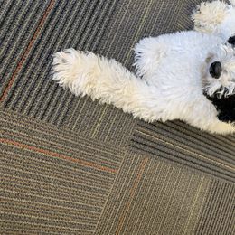 Bernedoodle Puppies from Heart J Bernedoodles