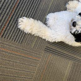 Bernedoodle Puppies from Heart J Bernedoodles