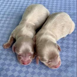 Dachshund Puppies from Meldox