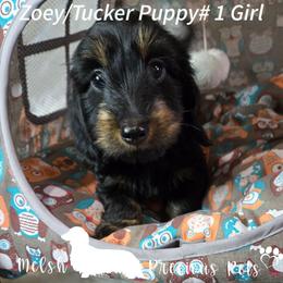 Puppy 1 - Black and tan female Dachshund puppy in Anamosa, Iowa from Melsh Precious Pets